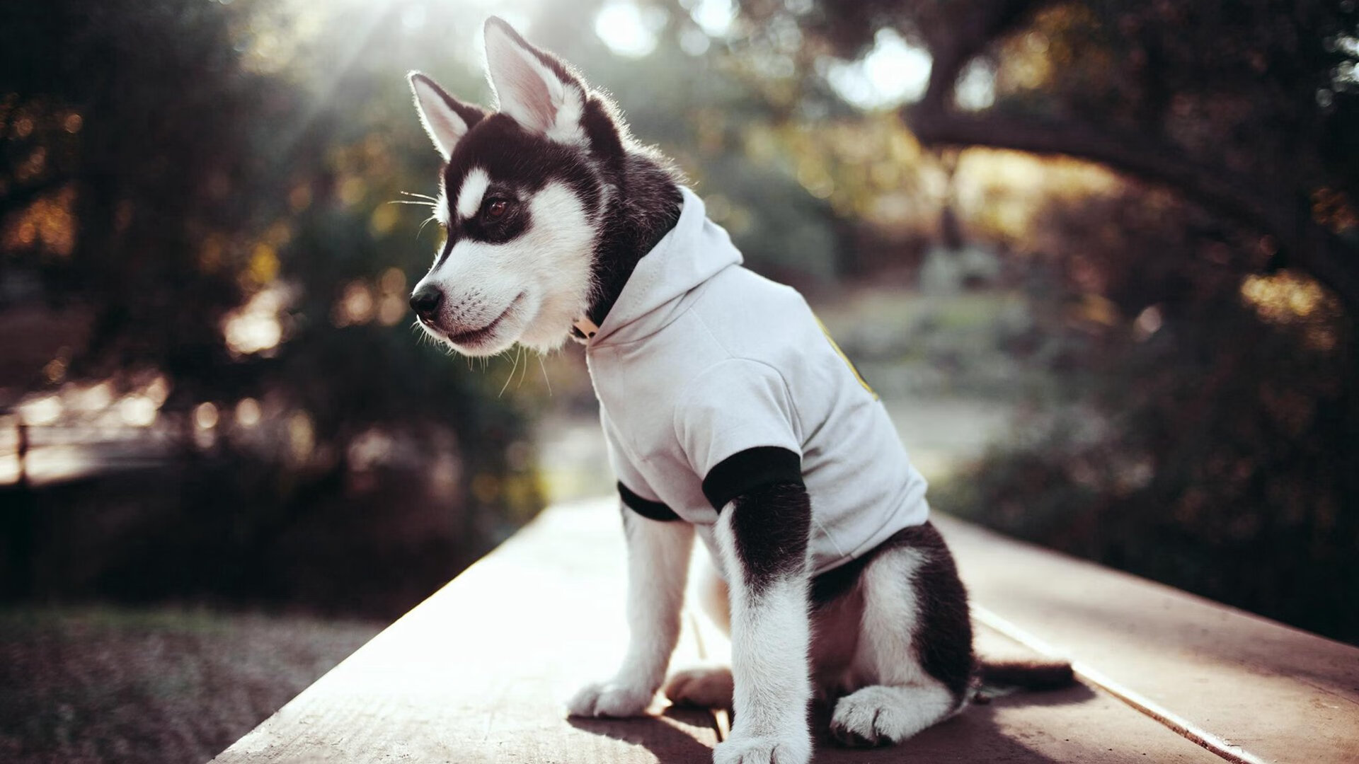 九游娱乐(jiuyou)官方网站-_纳达尔法网夺冠，再创红土王者传奇_，纳达尔法网2020赛程