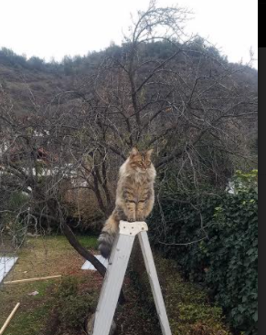 【运动心理】心理调适在棒球比赛中的作用，棒球分析